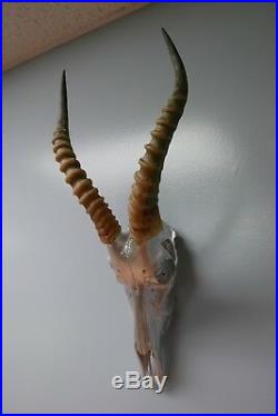 Deer Skull Silver Spray Painted African Blesbok Antelope Horns/Antelope Skull