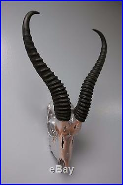 Real Springbok Skull Silver Spray Painted African Antelope Horns/Antelope Skull