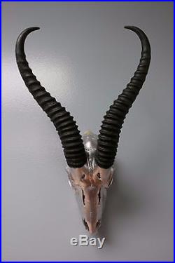 Real Springbok Skull Silver Spray Painted African Antelope Horns/Antelope Skull